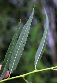 Image of Salix nigra