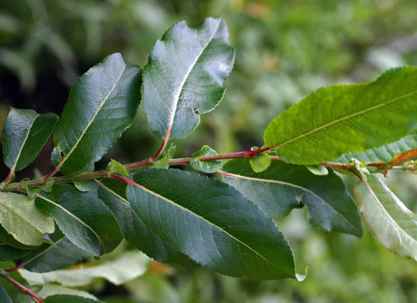 Salix pseudomonticola image