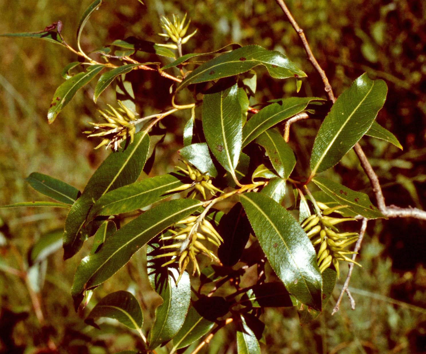 Salix serissima image