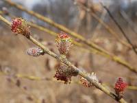 Salix humilis image