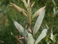 Image of Salix petiolaris