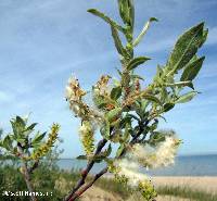 Image of Salix cordata