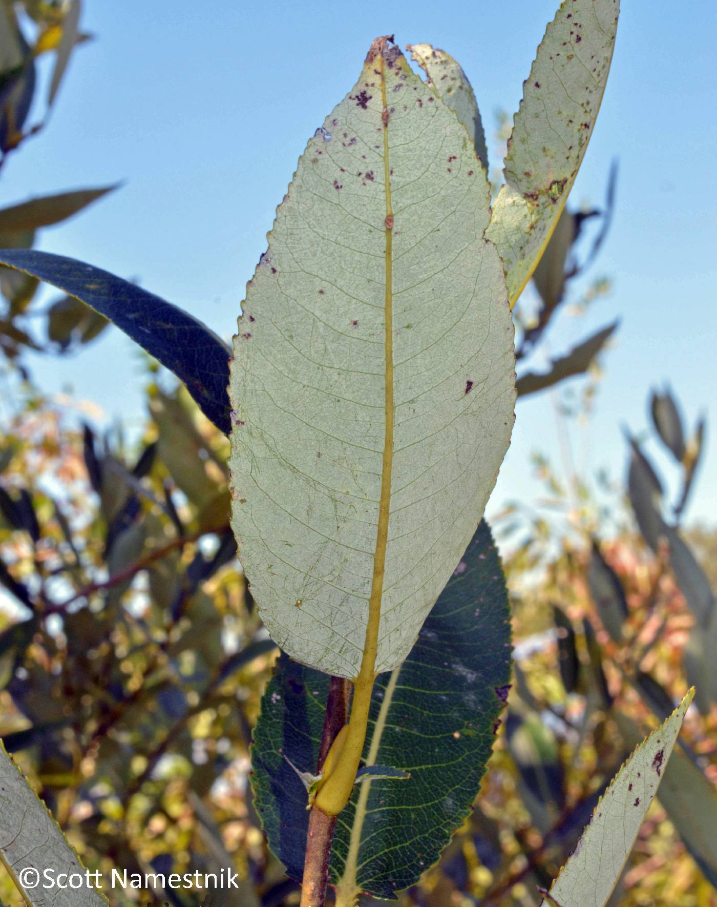 Salix myricoides image