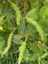 Image of Salix lasiandra