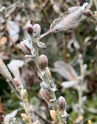 Salix helvetica image