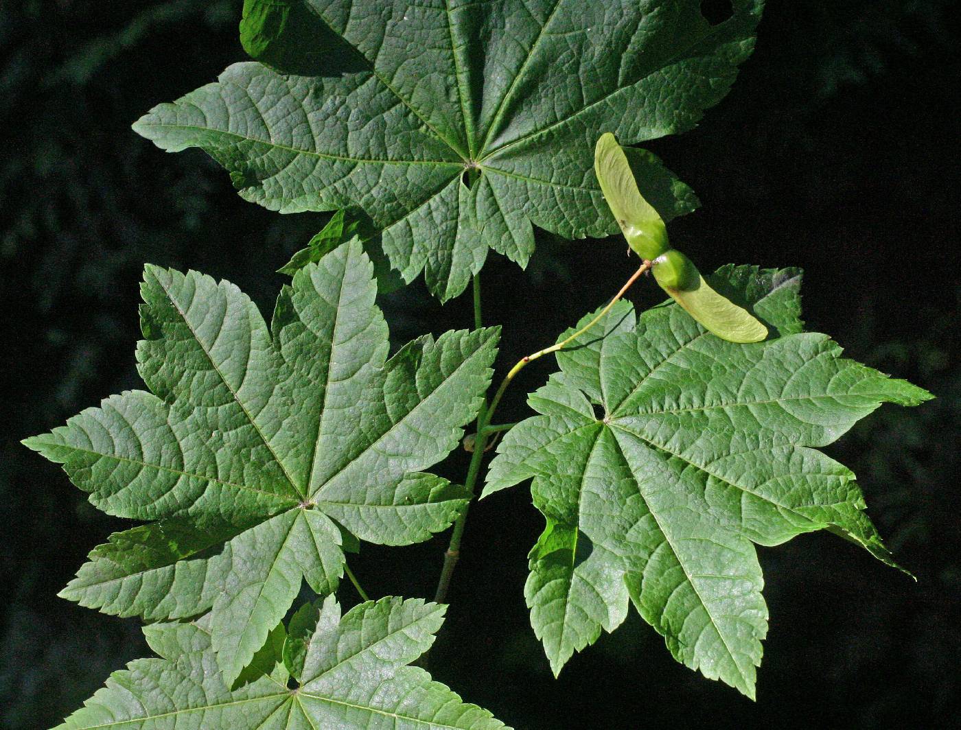 Acer circinatum image