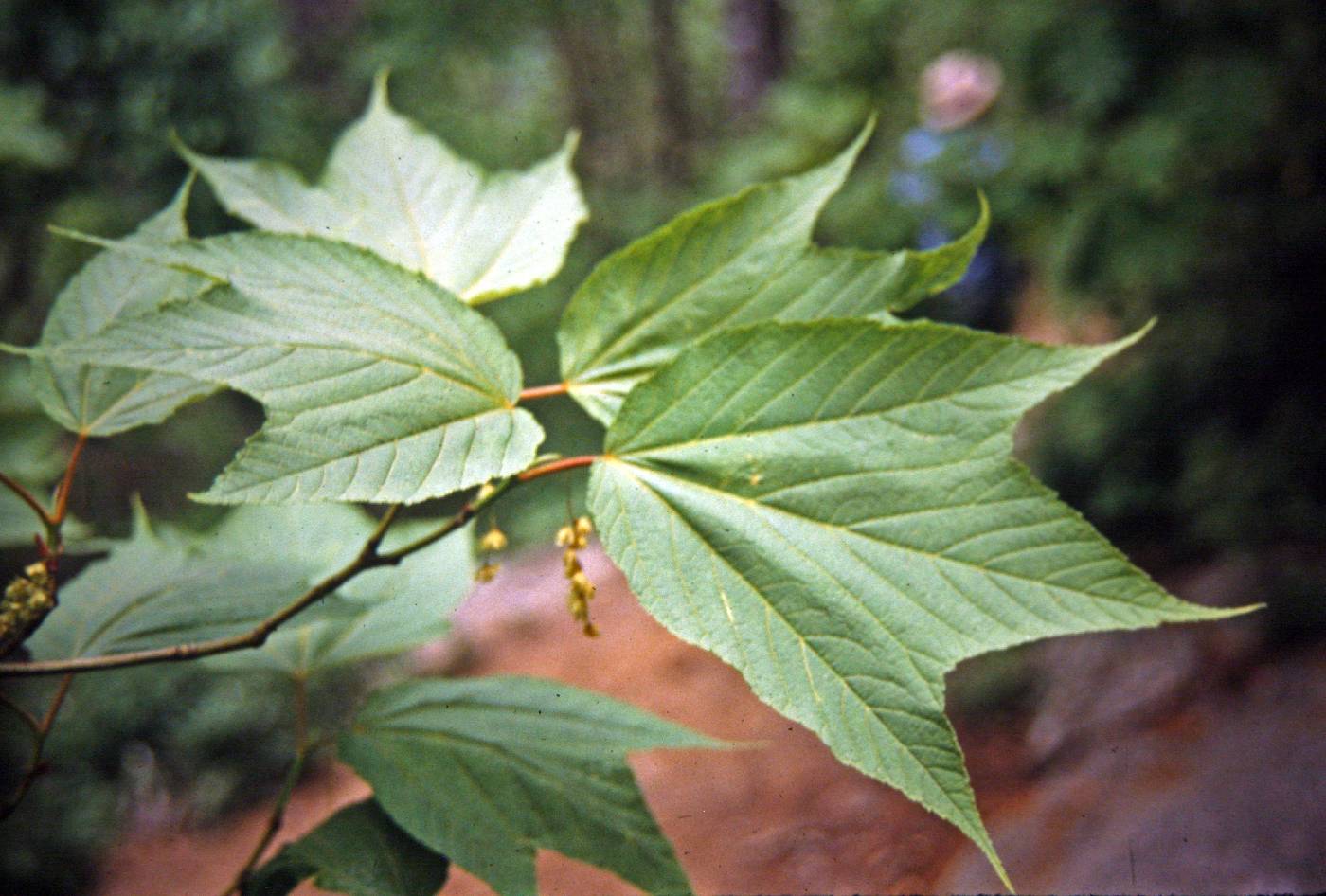 Acer pensylvanicum image