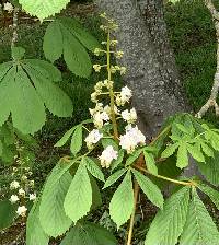 Image of Aesculus hippocastanum