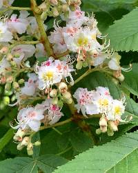 Aesculus hippocastanum image