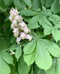 Aesculus hippocastanum image