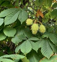 Aesculus hippocastanum image