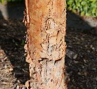 Acer griseum image