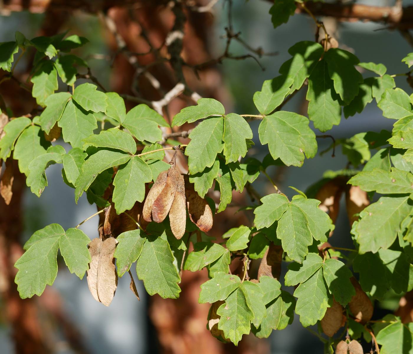 Acer griseum image