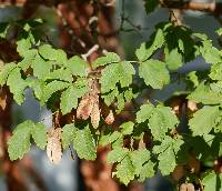 Image of Acer griseum