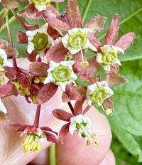Acer circinatum image