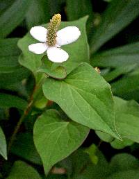 Image of Houttuynia cordata