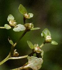 Chrysosplenium americanum image