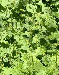 Mitella caulescens image