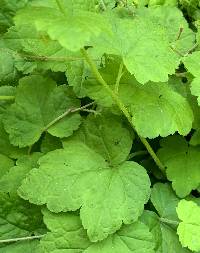 Mitella caulescens image