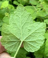 Mitella caulescens image