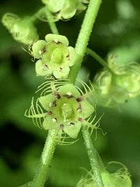 Mitella caulescens image