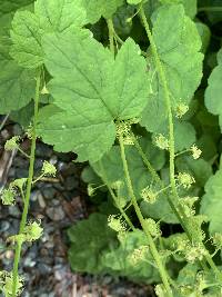 Mitella caulescens image