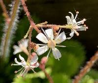 Saxifraga rotundifolia image