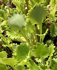 Saxifraga rotundifolia image