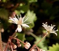 Saxifraga rotundifolia image