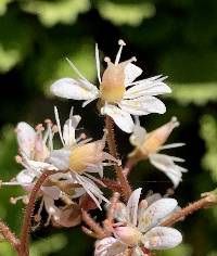 Saxifraga rotundifolia image