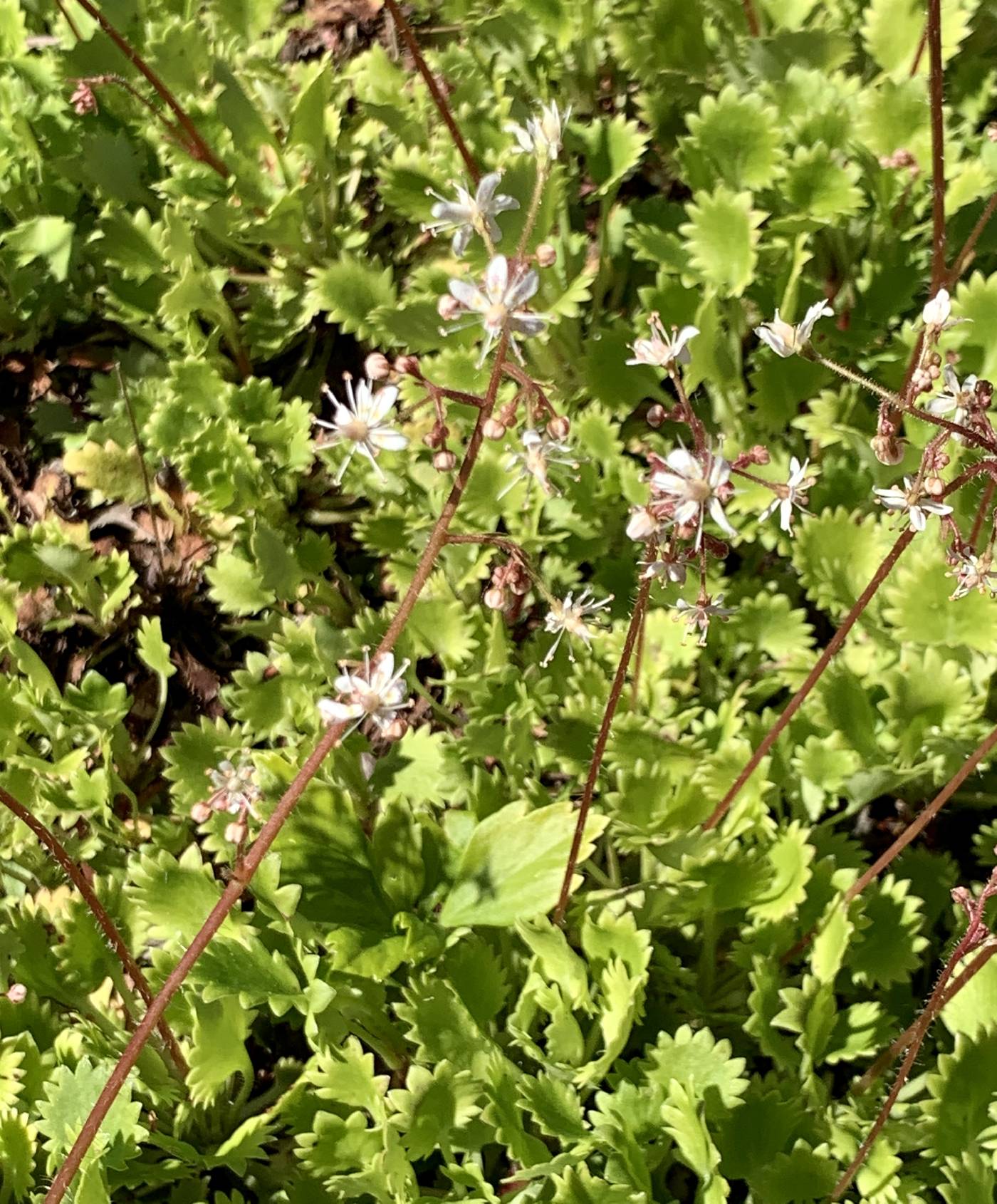 Saxifraga rotundifolia image