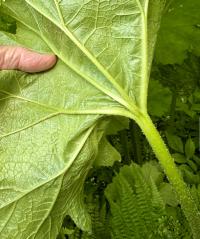 Darmera peltata image