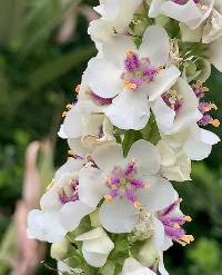 Image of Verbascum nigrum