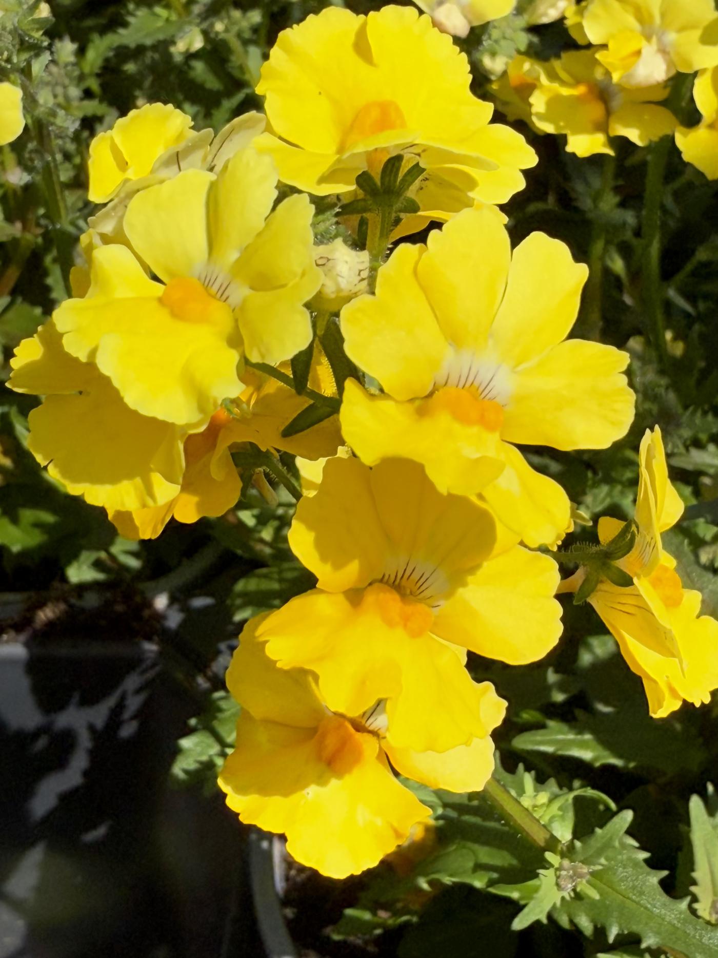 Nemesia strumosa image