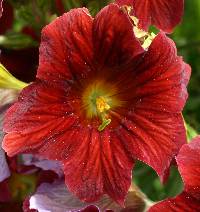 Salpiglossis sinuata image