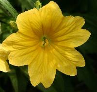 Salpiglossis sinuata image