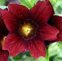 Salpiglossis sinuata image