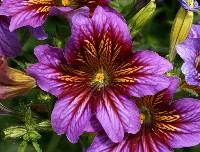 Salpiglossis sinuata image