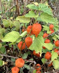 Image of Physalis alkekengi