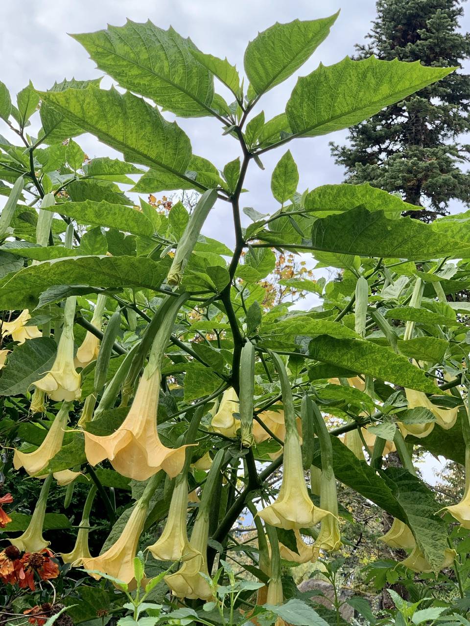 Brugmansia × candida image