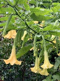 Brugmansia × candida image