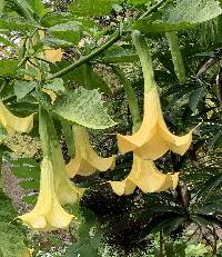 Brugmansia × candida image