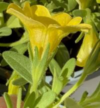 Calibrachoa parviflora image