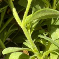 Calibrachoa parviflora image