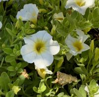 Calibrachoa parviflora image