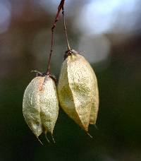 Staphylea trifolia image