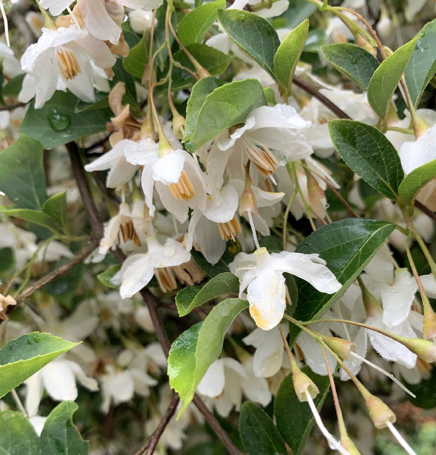 Styrax japonicus image