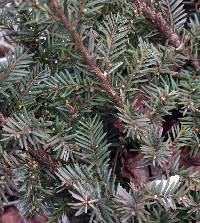 Image of Taxus canadensis