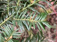 Taxus brevifolia image