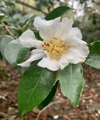 Image of Camellia sasanqua